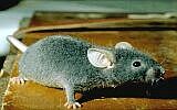 Astrex mouse