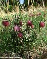 Fritillaria meleagris L.