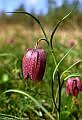 Fritillaria meleagris L.