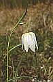 Fritillaria meleagris L.