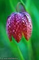 Fritillaria meleagris L.