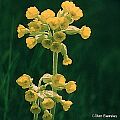 Primula veris