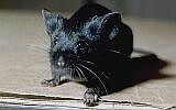 Selfblack mouse