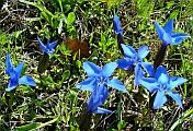 Gentiana cruciata