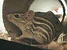 Zebra mouse