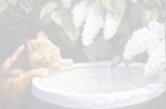 Click On image to download