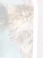 Click On image to download