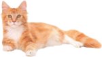 Click On image to download