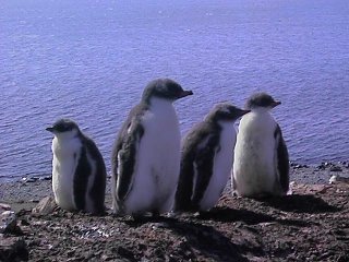 pichones de pingino adelia