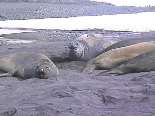 elefantes marinos