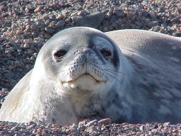 foca de weddell