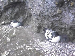 petrel damero anidando