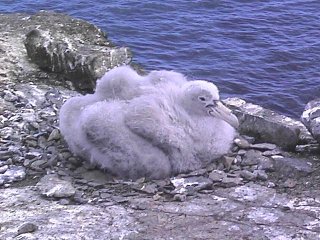pichn de petrel gigante