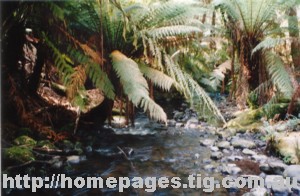 ferns.jpg