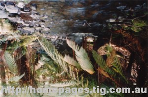 ferns2.jpg