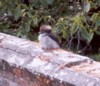 PORT_ARTHERKOOKABURRA2.jpg