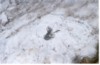 SNOWANTIE.jpg