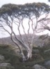 SNOWGUM.jpg