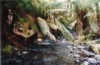 ferns.jpg
