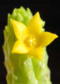 Echidnopsis cereiformis, Asclepiaceas con floración diversa. Atraen insectos, algunas desprenden olor a podrido. Fruto apergaminado de 2 foliculos, comun desarrolle uno.