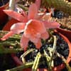 hibridos Aporocactus x Epiphyllum, doble petalo gigante, grossi bellisima fl.