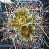  Ahora Sclerocactus, Fls verde-amarilla. antes pediocactus s. (cv)spinosior form with grass-green fls soft thick white roots, verde-amarilla (green-brown) fl. Otero 