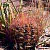  Fls marron y v wrightii (Texas) Otero y Mateuhala, SLP, Mex ssp. wrightii, Bonanza, Ut. Wayne Co, (CITES) Waynet, white-pink fl y white fl, squat flat stems. Emory Co, Ut.