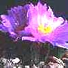 Intermedius Fissuratus x braboanus, flor enorme y violeta fuerte
