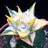 Cactus variegado
