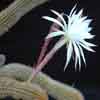 Grandes flores blancas. 5 especies, 15 taxones, candelabro articulado, actual dentro genero ECHINOPSIS, Brasil y Paraguay