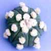 Astrophytum asterias nudum, Lemaire Icono de la Web, de fls blancas a rosa y v Gonzales en Tam. Méx.y Texas