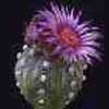 Astrophytum asterias var. Gonzales, Tamaul. muchas flores violetas