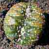 Astrophytum asterias crest, Rareza vende Aztekia, Castellon, España.