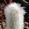 >, pelo, pilosidad, Columnar del Sur, Sudamerica, 3 especies, 13 taxones, ahora MICRANTHOCEREUS y actual, muchas ESPOSTOA