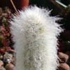 >, pelo, pilosidad, Columnar del Sur, Sudamerica, 3 especies, 13 taxones, ahora MICRANTHOCEREUS y actual, muchas ESPOSTOA 