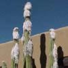 Aglomera el genero 40 especies, 102 taxones antiguos, candelabro con cefalio, lanosidad en zona apical, antes cereus, haseltonia.