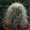 tall stem covered, largos pelos blancos( el abuelo)