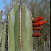 , antes Akersia, Bolivicereus, Borzicactus, Borzicactella, Loxanthocereus, Setiecereus, Seticleistocactus, Winteria, Winterocereus, Yungasocereus, Tarija (Bolivia)Piel brillante y costillas marginales.