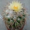 45 especies,180 taxones,(Engelmann) Lemaire, gran flor en cima, Lepidocoryphantha Backeberg, Cumarinia Buxbaum, incluye muchas ESCOBARIAS, Mejico y sur oeste USA. General Cepeda y Higueras, fine dark sps, yellow fl