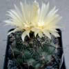 clusters into flat mat, black sps
