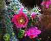 42 especies, 108 taxones incluyendo Austrocylindro, actual subgenero de OPUNTIA