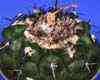 Mini planta peluda y cefalio con la edad, cercanas a melocactus tropical. Integra a Aporocactus, Wittia, Heliocereus, Chiapasia, Nopalxochia, Bonifazia, Lobeira, Pseudonopalxochia, Wittiocactus Todos CITES. Brasil flat stem, deeply notched ribs