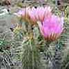 , tarda años y gran floracion. Espinoso y v acicularis Gila Co. Az y v armatus S.Bernardino Mts Ca