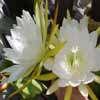 chrysocardium Br. & R.bellisimo y raro,