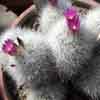 Mexico, USA muchas estan en Coryphantha, small sp plants, Neobesseya(Cepeda) Coah,red fls, white sp