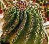 Origen Natera y strada Zac. Alguno paso a sclerocactus.