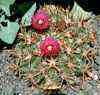  Cactus feroz, Ferocacto, Teocomite, Fuerte espina central, S.L. de la Paz, Gto