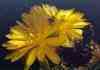 Origenes Argentina, bolivia y brasil. 84 especies, 234 taxones, (andrade) v nueva small plants, nice yellow fls