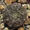 Paraguay reddish brown body, needle like sp asterium