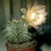y v filadelfinense y v pirarettaense y v pouzoutianus y v stenogonum